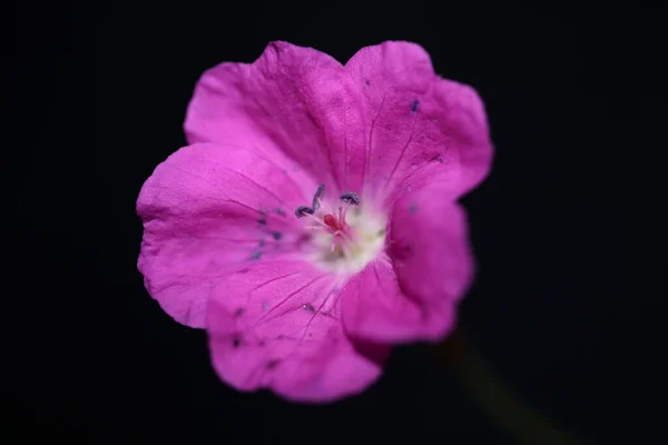 Růžová Květ Zblízka Pozadí Botanické Moderní Vysoce Kvalitní Velké Velikosti — Stock fotografie