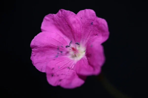 Rosa Blütenblüte Nahaufnahme Hintergrund Botanische Moderne Hochwertige Großformat Drucke Geranium — Stockfoto