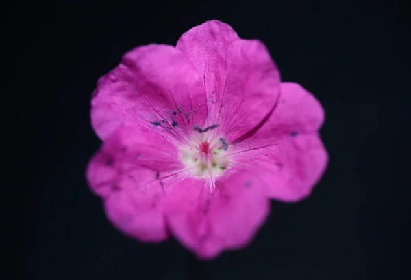 Rosa Blütenblüte Nahaufnahme Hintergrund Botanische Moderne Hochwertige Großformat Drucke Geranium — Stockfoto