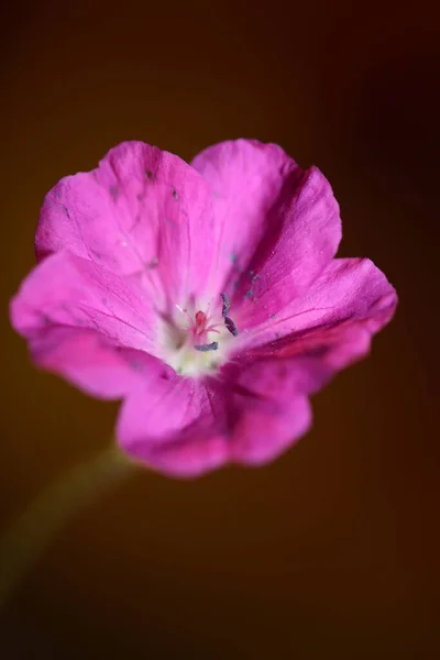 Fleur Rose Fleur Gros Plan Fond Botanique Moderne Grande Qualité — Photo