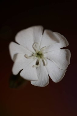 Beyaz çiçek, botanik arka planda, silen latifolia familyasından yüksek kalite, büyük boy izler.