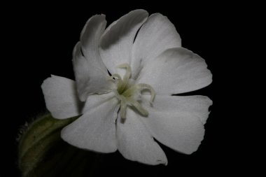 Beyaz çiçek, botanik arka planda, silen latifolia familyasından yüksek kalite, büyük boy izler.