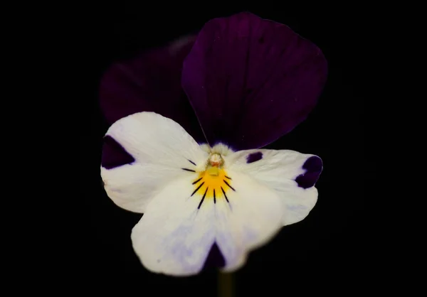 Bunte Viola Blume Blühende Familie Violaceae Close Botanischen Hintergrund Moderne — Stockfoto