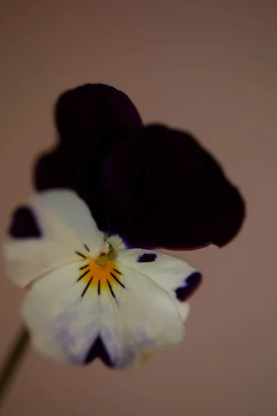 Kolorowe Altówka Kwiat Kwitnący Rodzina Violaceae Zbliżyć Botaniczne Tło Nowoczesne — Zdjęcie stockowe