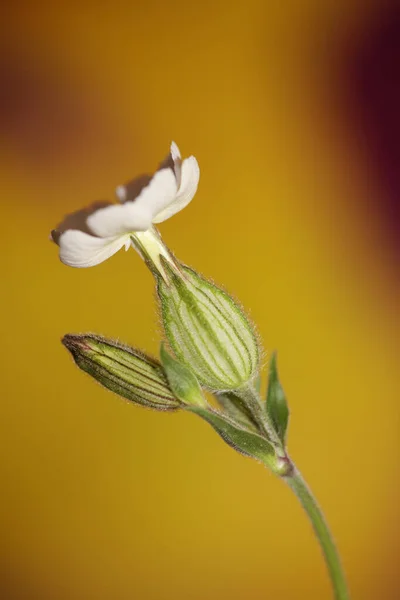 White Flower Blossom Close Botanical Background Silene Latifolia Family Caryophyllceae — Stock Photo, Image