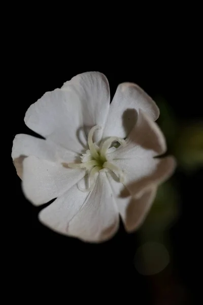Weiße Blüte Nahaufnahme Botanischer Hintergrund Silene Latifolia Familie Caryophyllceae Hohe — Stockfoto
