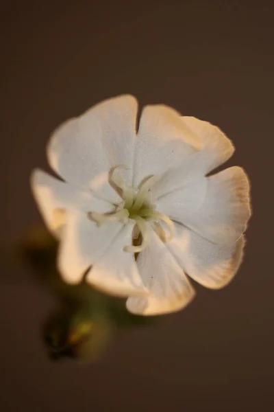 White Flower Blossom Close Botanical Background Silene Latifolia Family Caryophyllceae — Stock Photo, Image