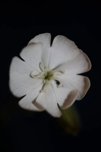 Biały Kwiat Kwiat Zbliżyć Botaniczne Tło Silene Latifolia Rodziny Caryophyllceae — Zdjęcie stockowe