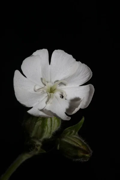 白花与植物区系背景相近 叶绿素科 高质量 大号印刷 — 图库照片