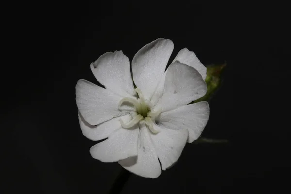 Weiße Blüte Nahaufnahme Botanischer Hintergrund Silene Latifolia Familie Caryophyllceae Hohe — Stockfoto