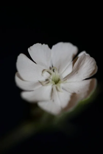 白花与植物区系背景相近 叶绿素科 高质量 大号印刷 — 图库照片