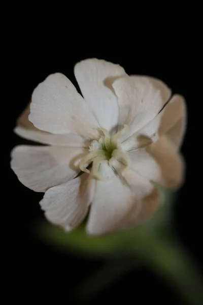 Biały Kwiat Kwiat Zbliżyć Botaniczne Tło Silene Latifolia Rodziny Caryophyllceae — Zdjęcie stockowe