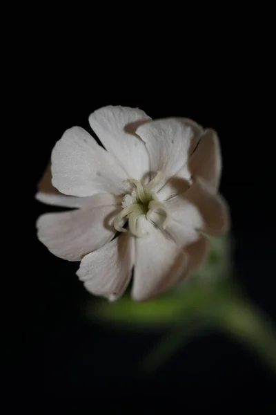 白花与植物区系背景相近 叶绿素科 高质量 大号印刷 — 图库照片