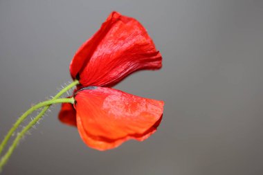 Kırmızı yabani papaver çiçeği, yakın aile papaveraceae botanik arka plan yüksek kalite büyük boy baskılar
