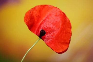 Kırmızı yabani papaver çiçeği, yakın aile papaveraceae botanik arka plan yüksek kalite büyük boy baskılar