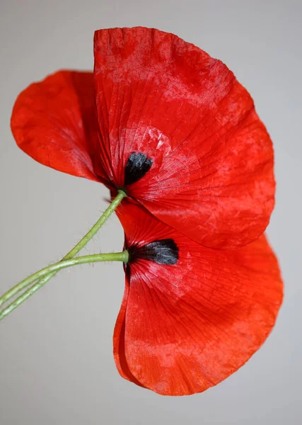 Röd Vild Papaver Blomma Blomma Närbild Familj Papaveraceae Botanisk Bakgrund — Stockfoto