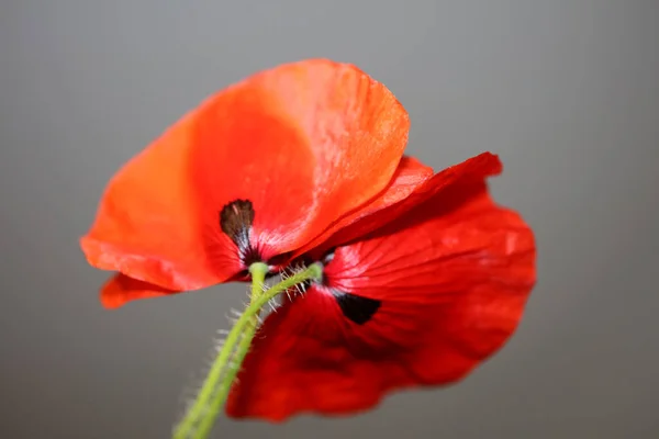 Piros Vad Papaver Virág Virág Virág Közelkép Család Papaveraceae Botanikai — Stock Fotó