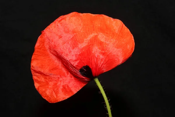 Röd Vild Papaver Blomma Blomma Närbild Familj Papaveraceae Botanisk Bakgrund — Stockfoto