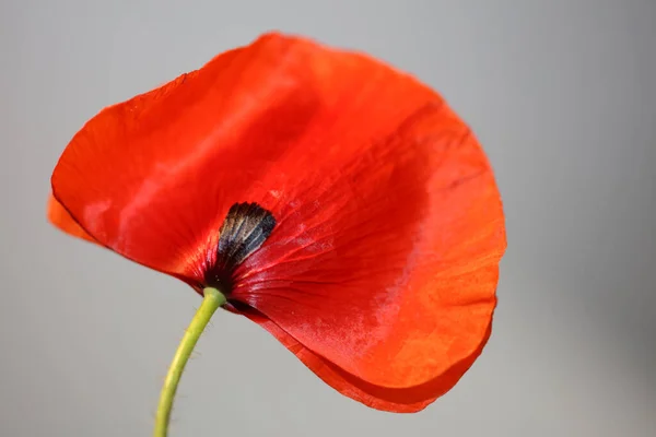 Piros Vad Papaver Virág Virág Virág Közelkép Család Papaveraceae Botanikai — Stock Fotó