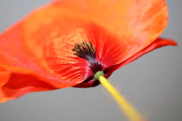 Röd Vild Papaver Blomma Blomma Närbild Familj Papaveraceae Botanisk Bakgrund — Stockfoto