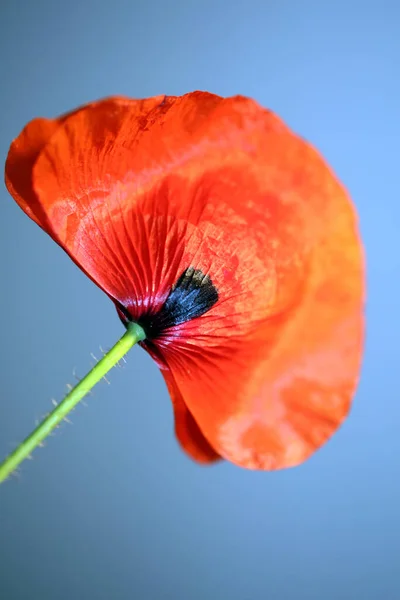 Piros Vad Papaver Virág Virág Virág Közelkép Család Papaveraceae Botanikai — Stock Fotó