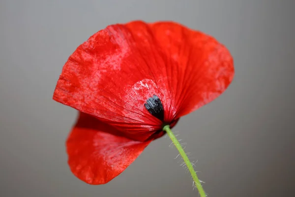 Piros Vad Papaver Virág Virág Virág Közelkép Család Papaveraceae Botanikai — Stock Fotó