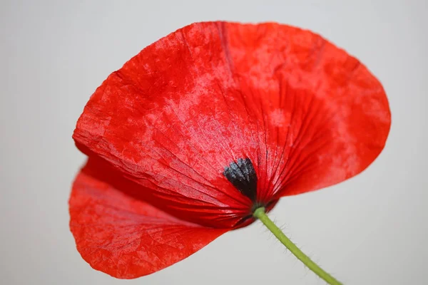 Piros Vad Papaver Virág Virág Virág Közelkép Család Papaveraceae Botanikai — Stock Fotó