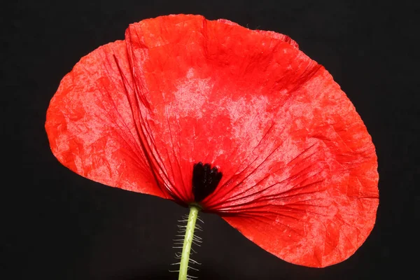 Röd Vild Papaver Blomma Blomma Närbild Familj Papaveraceae Botanisk Bakgrund — Stockfoto