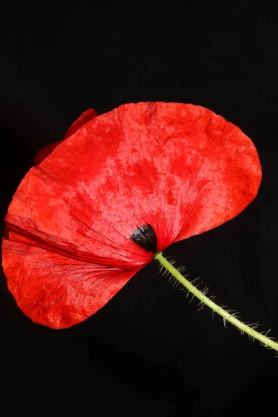 Röd Vild Papaver Blomma Blomma Närbild Familj Papaveraceae Botanisk Bakgrund — Stockfoto