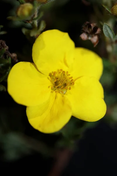 Żółty Dziki Kwiat Kwiat Zbliżyć Botaniczne Tło Dasiphora Fruticosa Rodzina — Zdjęcie stockowe