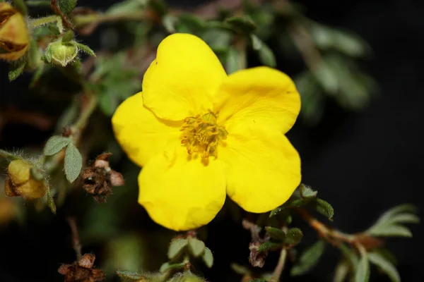黄色の野生の花が植物の背景を閉じますDasiphora Fructicosa科胸腺高品質の大きなサイズのプリント — ストック写真