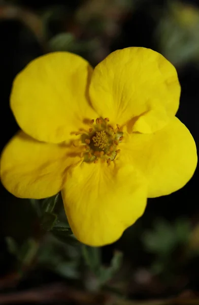 黄色の野生の花が植物の背景を閉じますDasiphora Fructicosa科胸腺高品質の大きなサイズのプリント — ストック写真