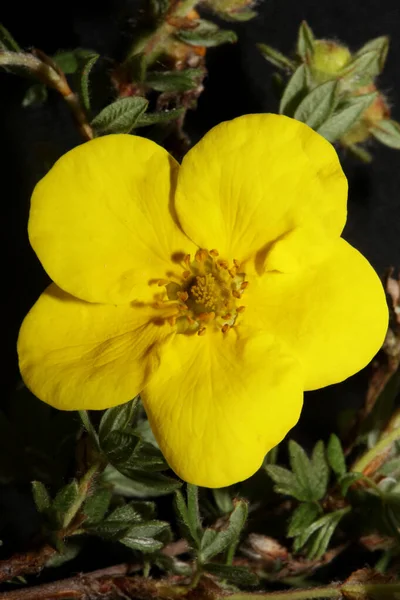 Fiore Selvatico Giallo Fiore Vicino Sfondo Botanico Dasiphora Fruticosa Famiglia — Foto Stock