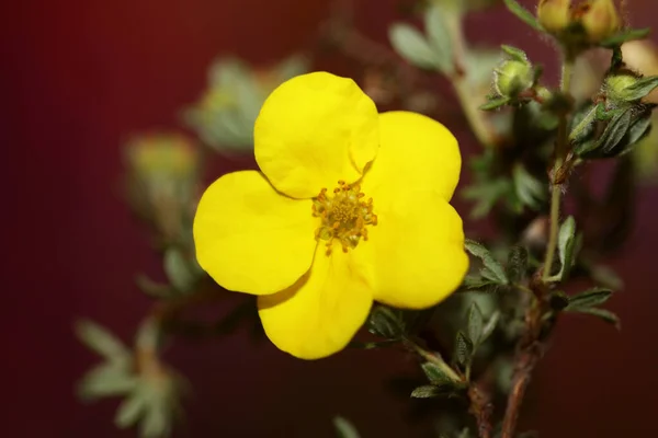 Żółty Dziki Kwiat Kwiat Zbliżyć Botaniczne Tło Dasiphora Fruticosa Rodzina — Zdjęcie stockowe