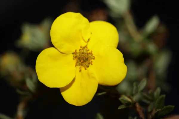 Yellow Wild Flower Blossom Close Botanical Background Dasiphora Fruticosa Family — Stock Photo, Image