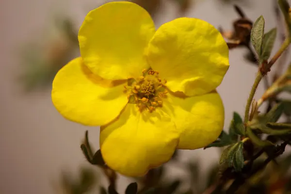 Żółty Dziki Kwiat Kwiat Zbliżyć Botaniczne Tło Dasiphora Fruticosa Rodzina — Zdjęcie stockowe