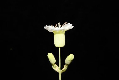 Beyaz küçük çiçek. Arka planı kapat. Botanik yüksek kalite.