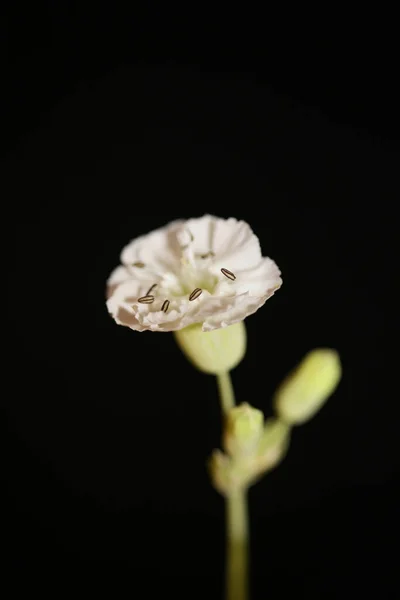 Vit Liten Blomma Blomma Närbild Bakgrund Botaniska Hög Kvalitet Stora — Stockfoto