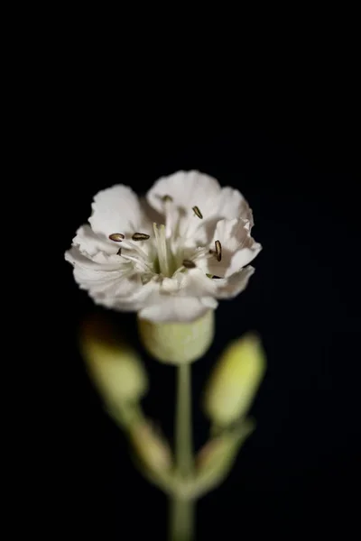 Bianco Piccolo Fiore Fiore Primo Piano Sfondo Botanico Alta Qualità — Foto Stock