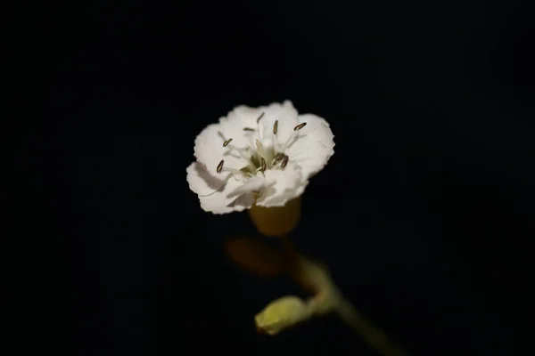 Petite Fleur Blanche Fleur Près Fond Botanique Haute Qualité Impressions — Photo