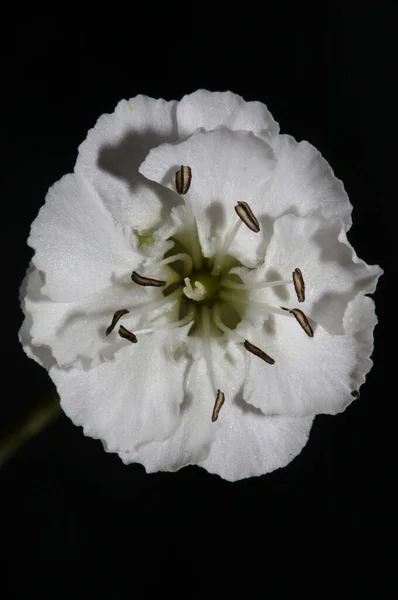 Flor Pequeña Blanca Flor Primer Plano Fondo Botánico Impresión Gran — Foto de Stock