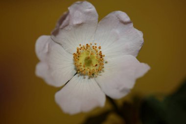 Yabani beyaz çiçek, botanik arka planda, Rosa arvensis familyasından Rosaceae 'nin yüksek kalite, büyük boy baskılarını kapat.