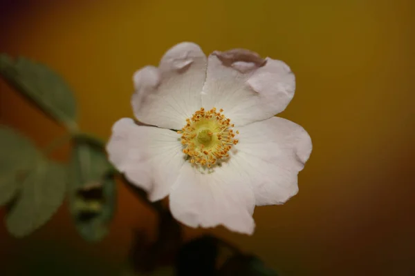 Dziki Biały Kwiat Kwiat Zbliżyć Botaniczne Tło Rosa Arvensis Rodzina — Zdjęcie stockowe