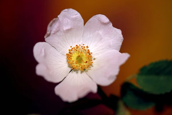 Fleur Blanche Sauvage Fleur Close Fond Botanique Rosa Arvensis Famille — Photo