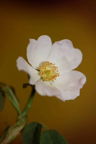 Wild White Flower Blossom Close Botanical Background Rosa Arvensis Family — Stock Photo, Image