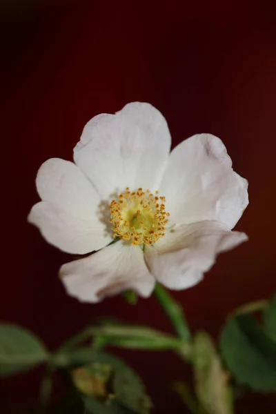 Vild Vit Blomma Blomma Närbild Botanisk Bakgrund Rosa Arvensis Familj — Stockfoto