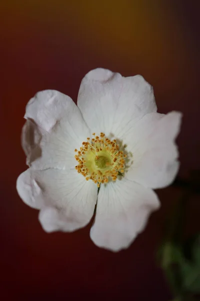 Divoký Bílý Květ Květy Zblízka Botanické Pozadí Rosa Arvensis Rodina — Stock fotografie