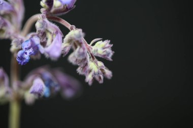 Yabani mor çiçek nepeta grandiflora familyasından laciaceae botanik arka planda yüksek kalite büyük boy baskıları kaplar.