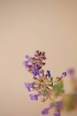 Yabani mor çiçek nepeta grandiflora familyasından laciaceae botanik arka planda yüksek kalite büyük boy baskıları kaplar.