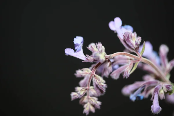 Дикий Фиолетовый Цветок Цветение Закрыть Nepeta Grandiflora Семьи Lamaiaceae Ботанический — стоковое фото